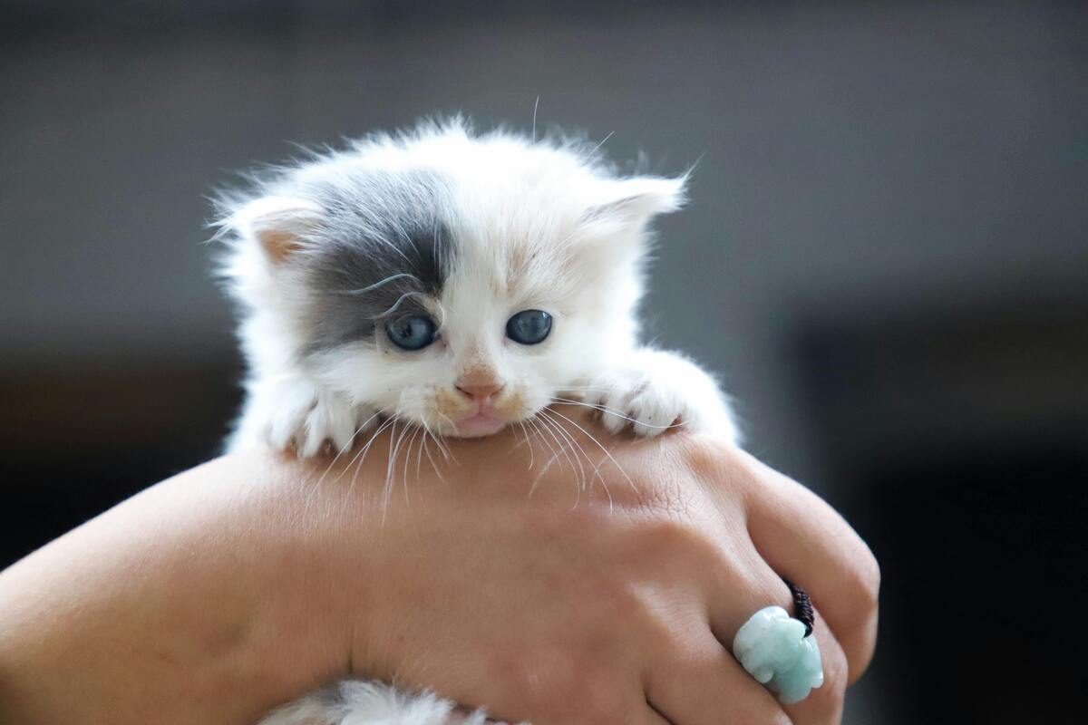 Kitten in hand